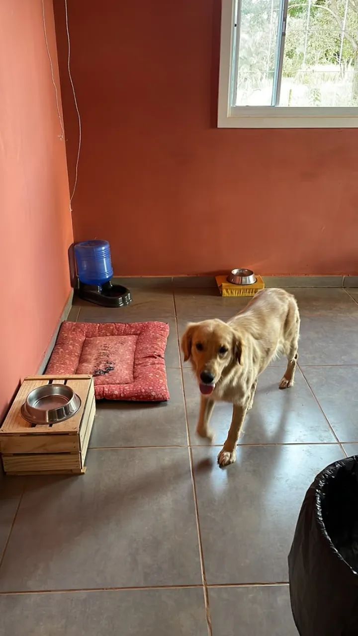 ADOÇÃO RESPONSÁVEL - Foto 2