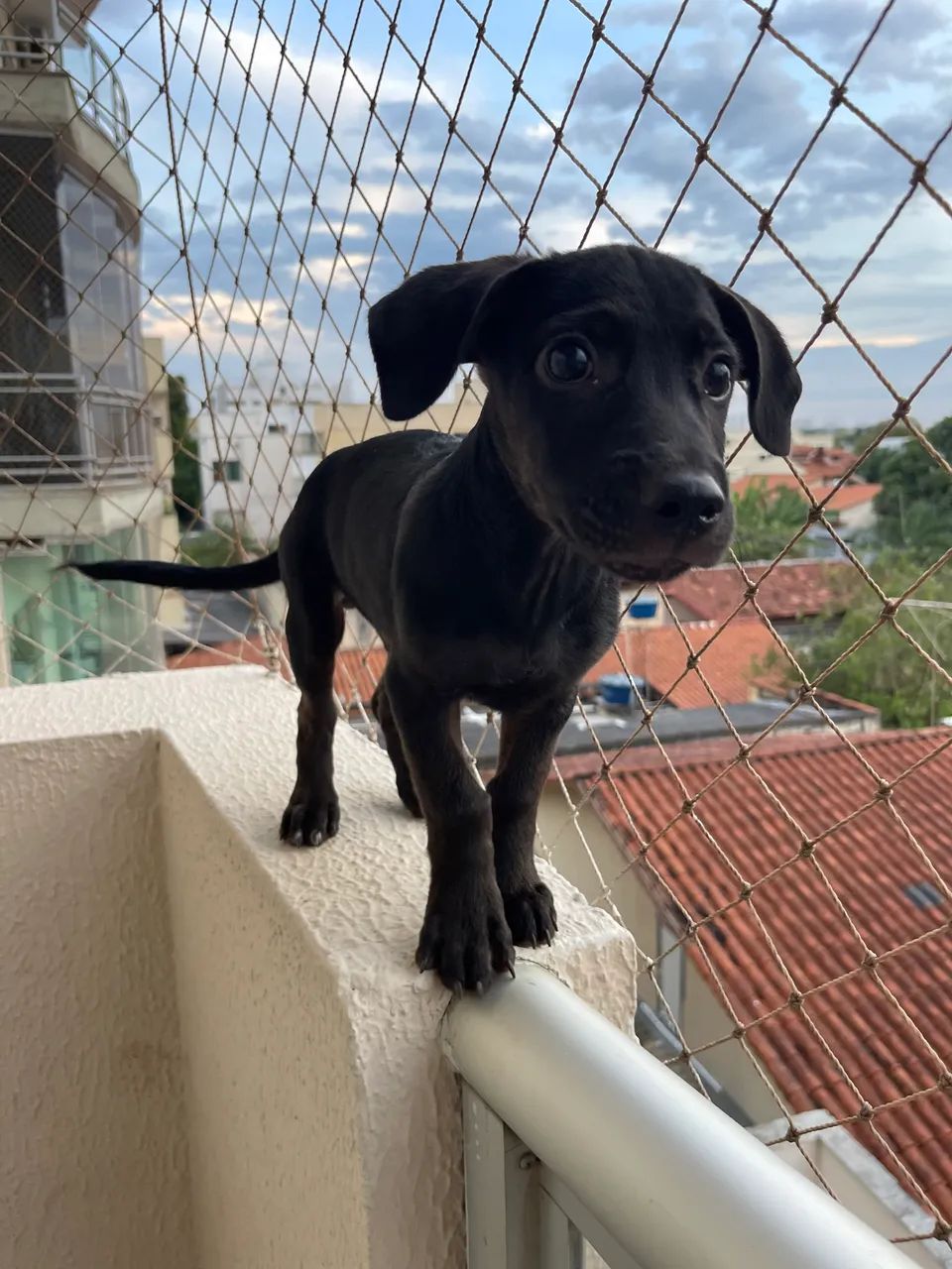 Adoção responsável  - Foto 4