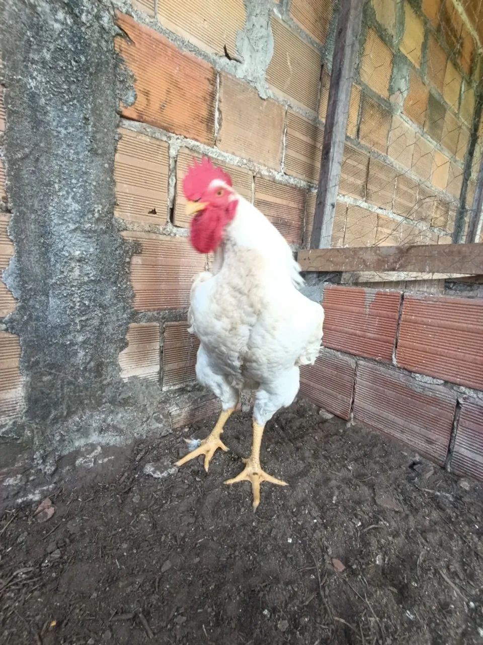 Vendo  - Foto 4