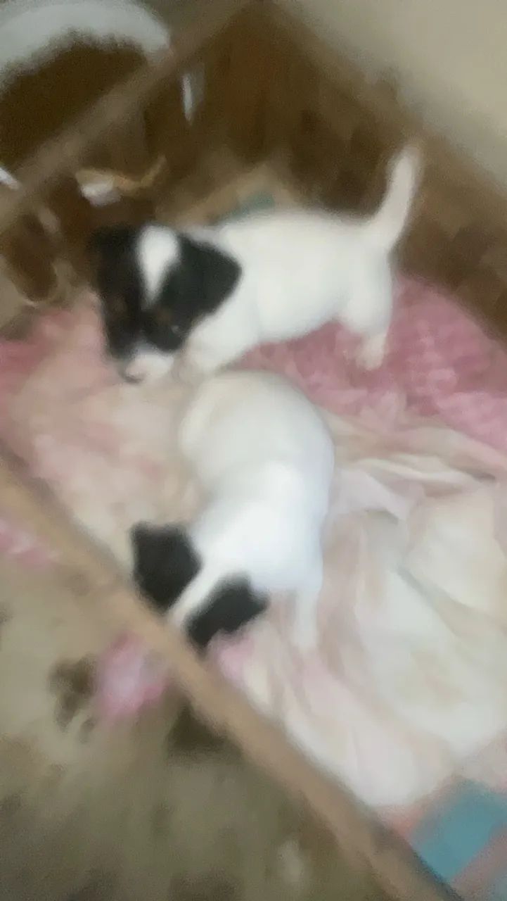 Filhotes jack russel terrier - Foto 3