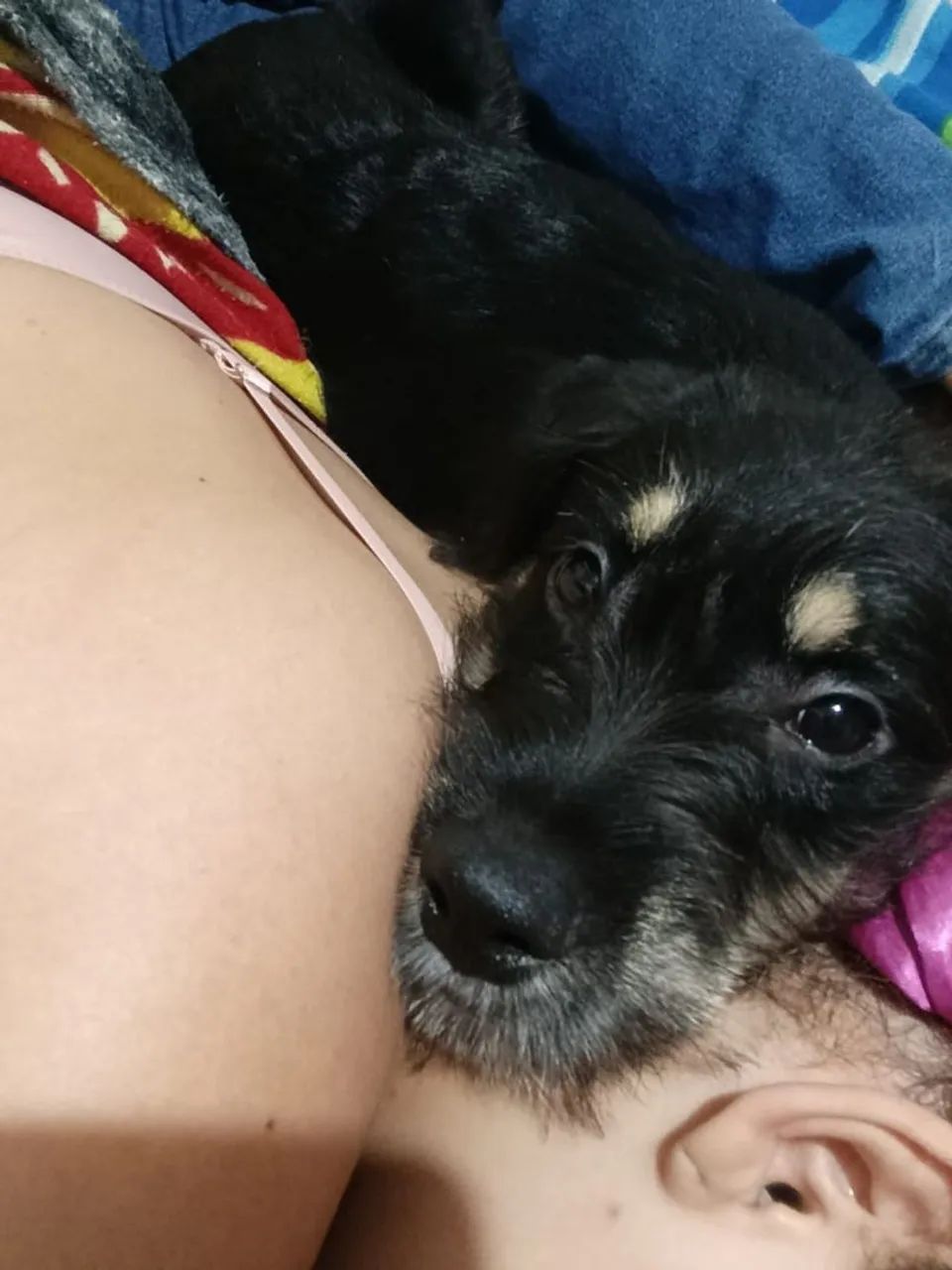 Cachorro  - Foto 2