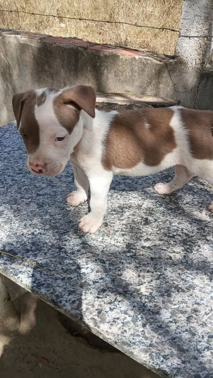 Filhote de Pitbull disponível  - Foto 2