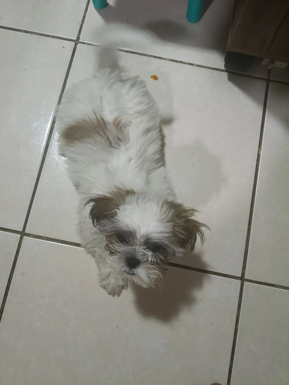 Vende Shih - Tzu - Foto 2