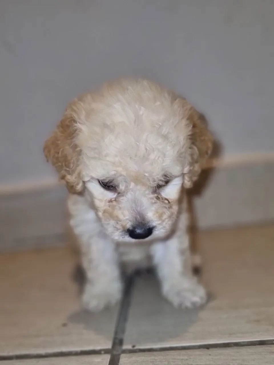 Poodle toy - Foto 3