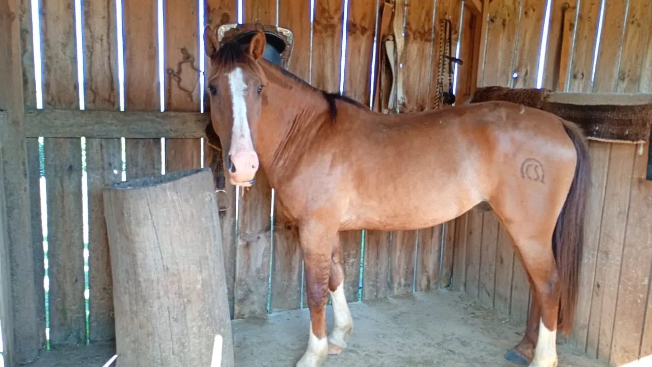 Cavalo Crioulo