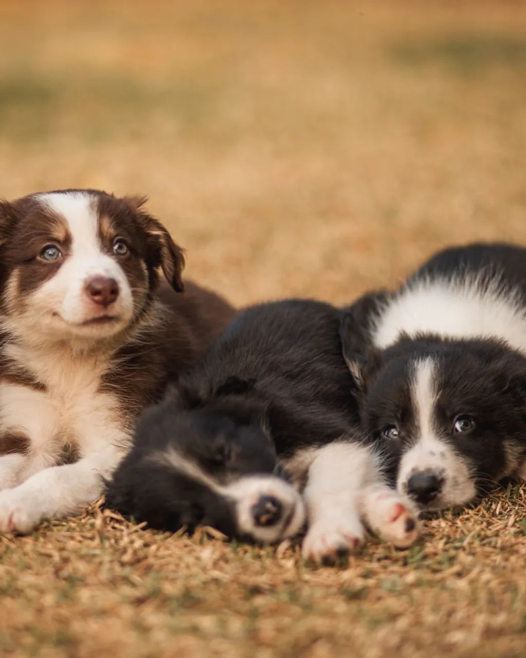 Filhotes de Boder Collie - Foto 3