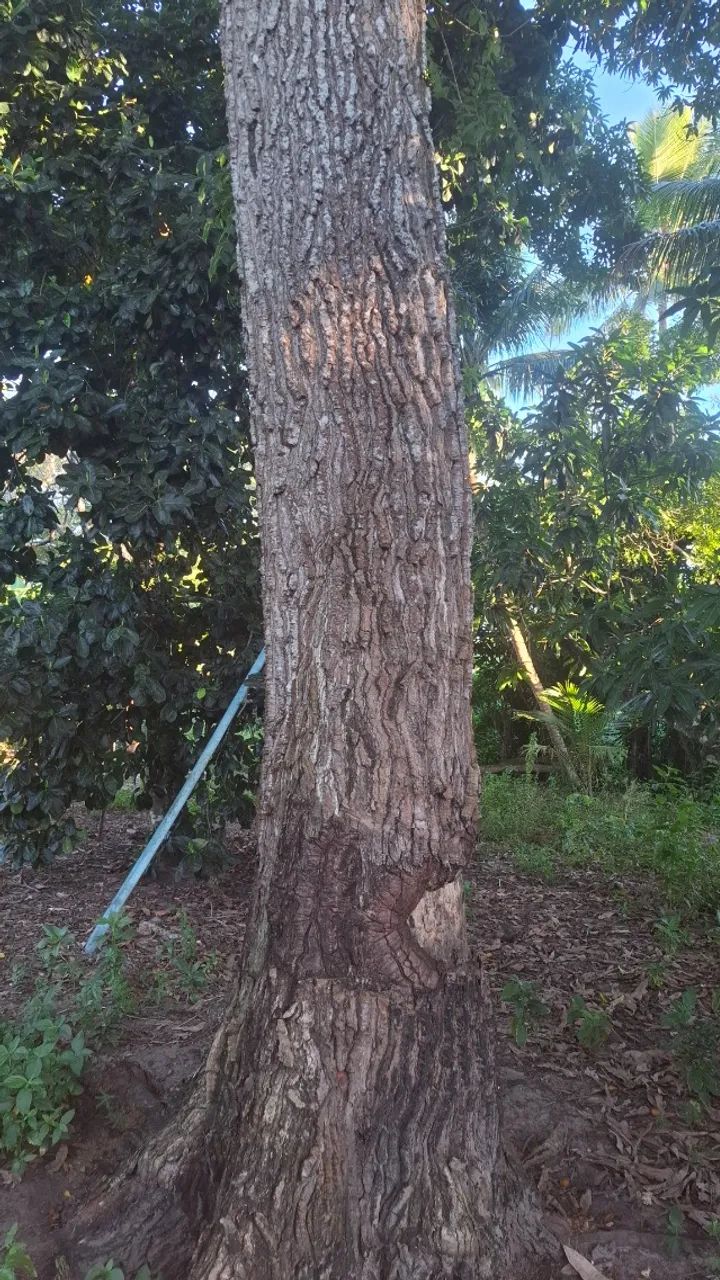 Troncos de Diversas Madeiras