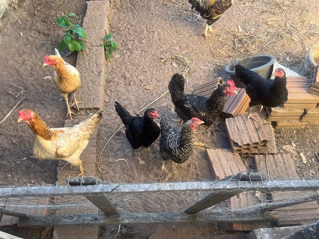 Frango e frangas caipira 