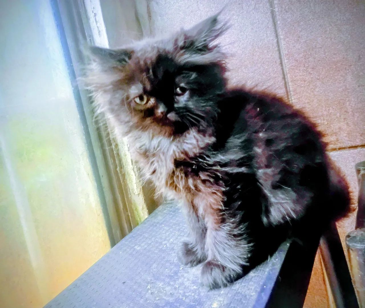 Filhote Gato Persa - Foto 6