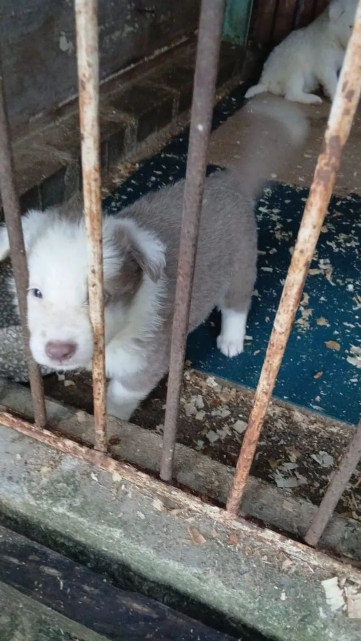 Border collie filhote 600.00 - Foto 2