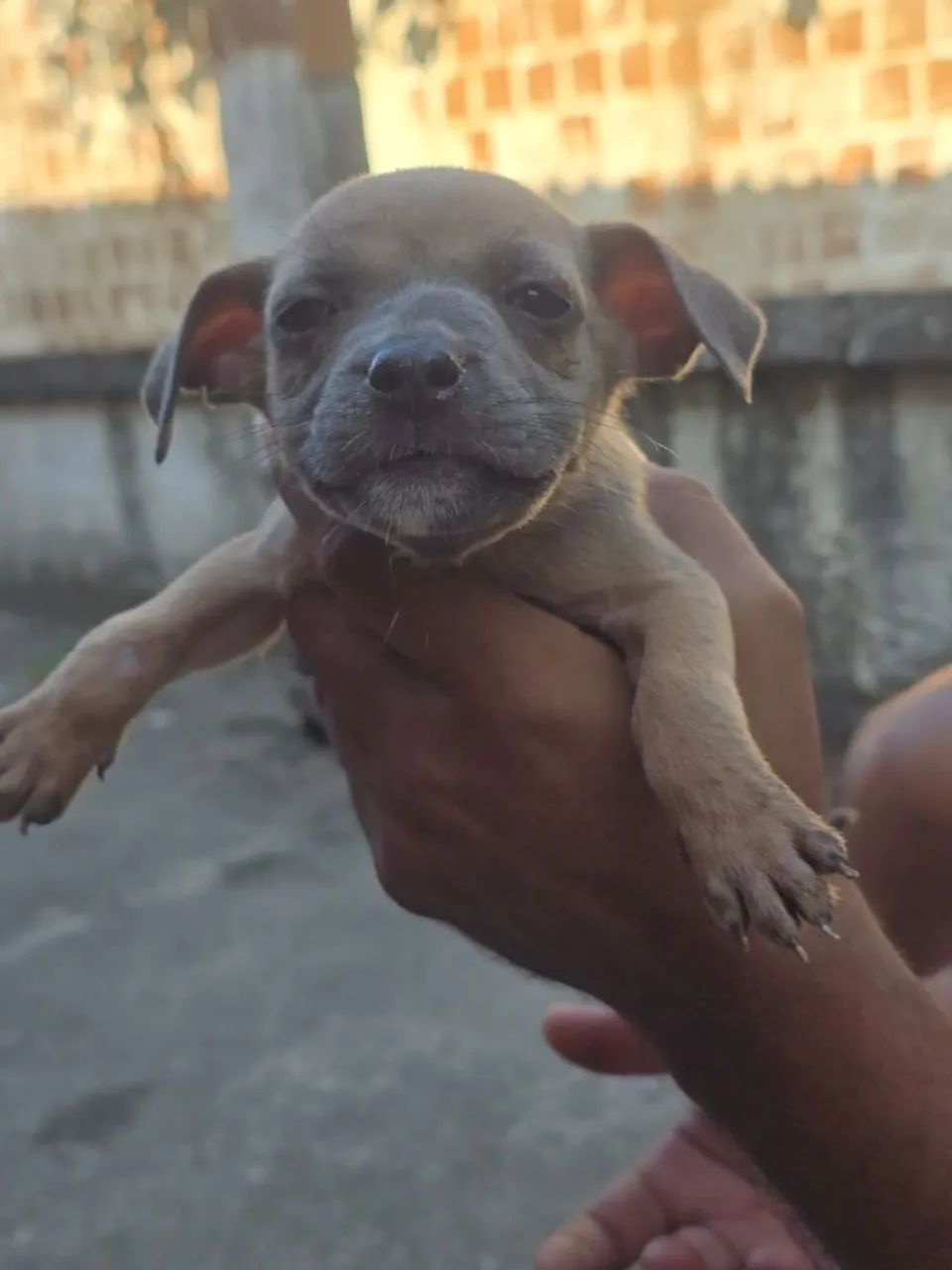 Filhotes de cachorro  - Foto 4