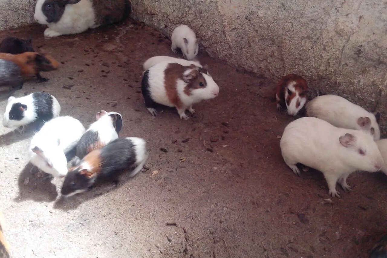 Vende preás e coelhos  - Foto 2