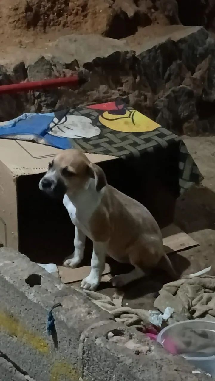 CACHORRO  - Foto 2