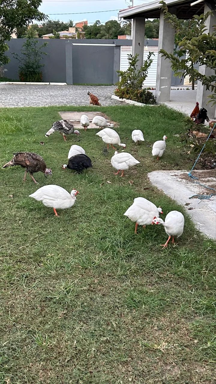 Guiné branco. - Foto 3
