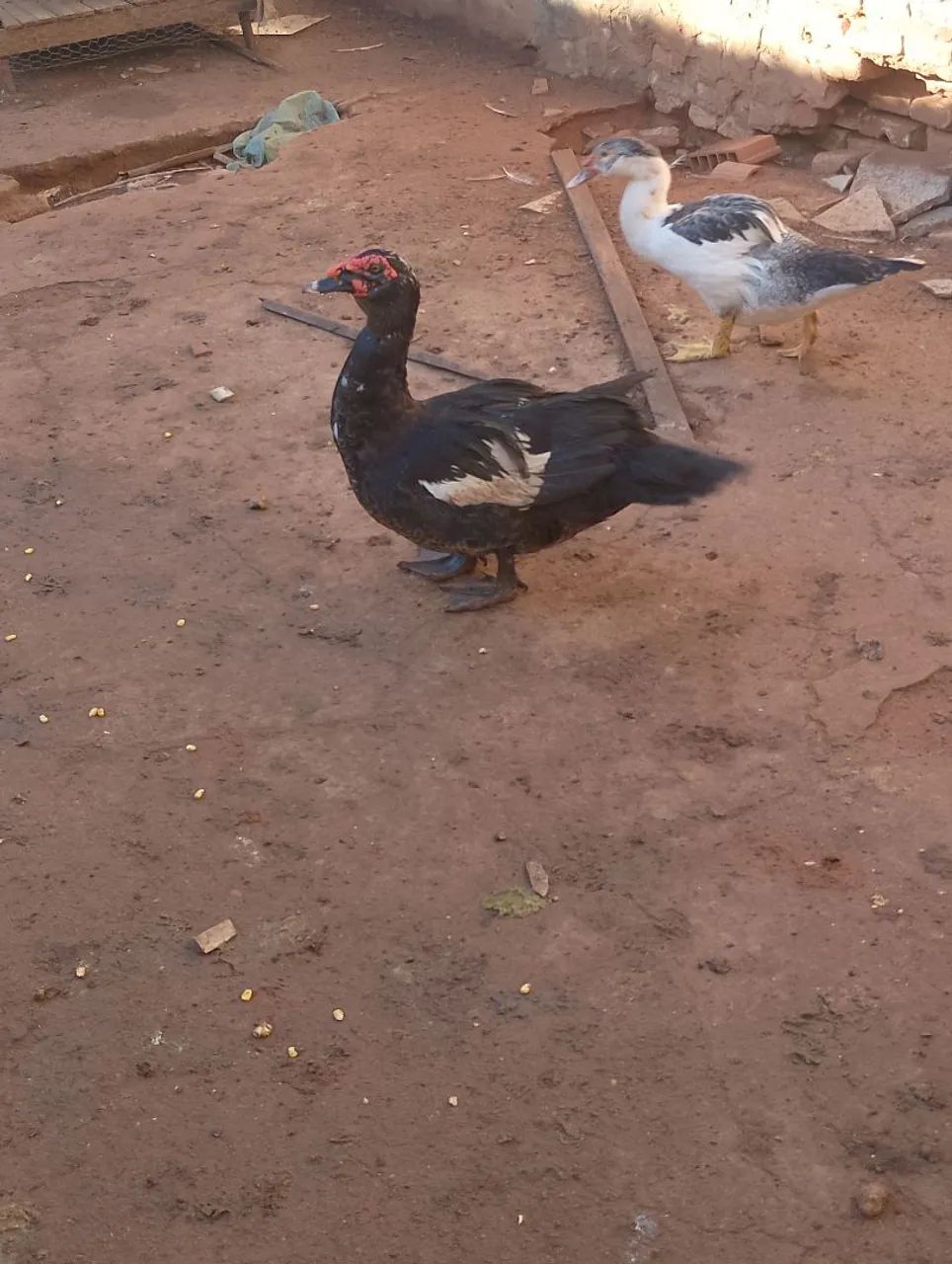 Vendo patos e galinha - Foto 4