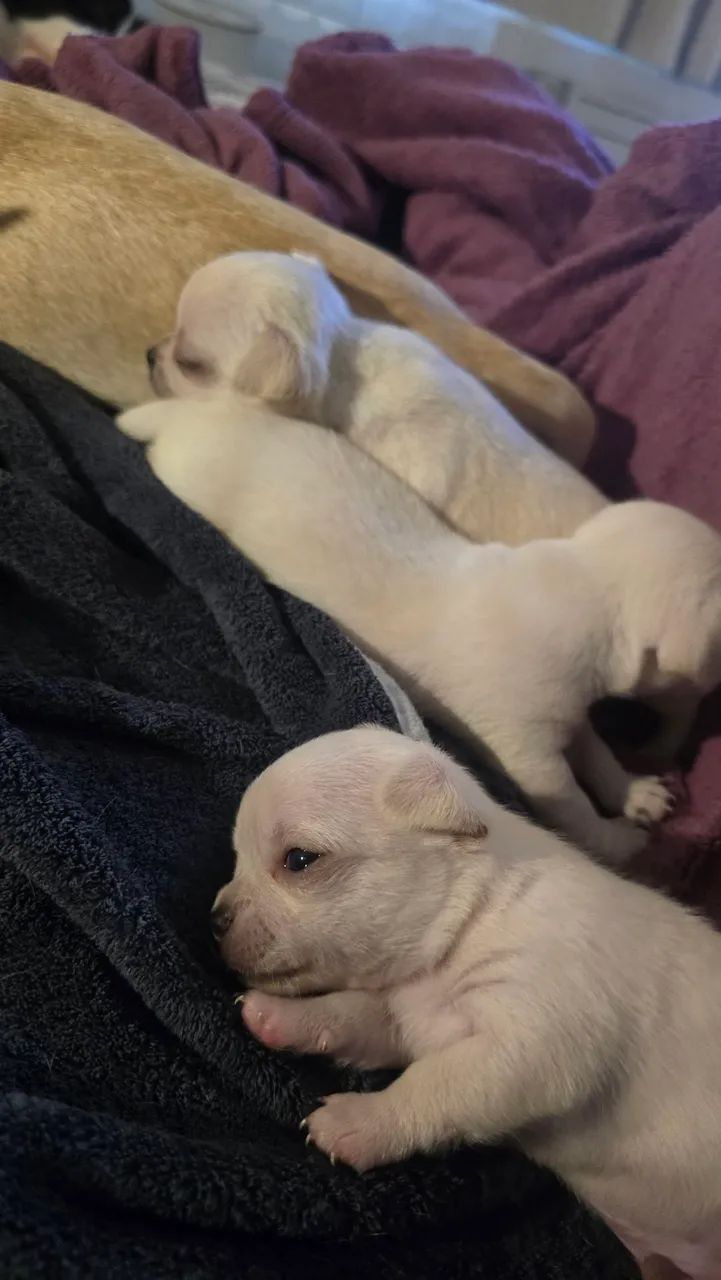 Filhote de chiuahua  - Foto 4