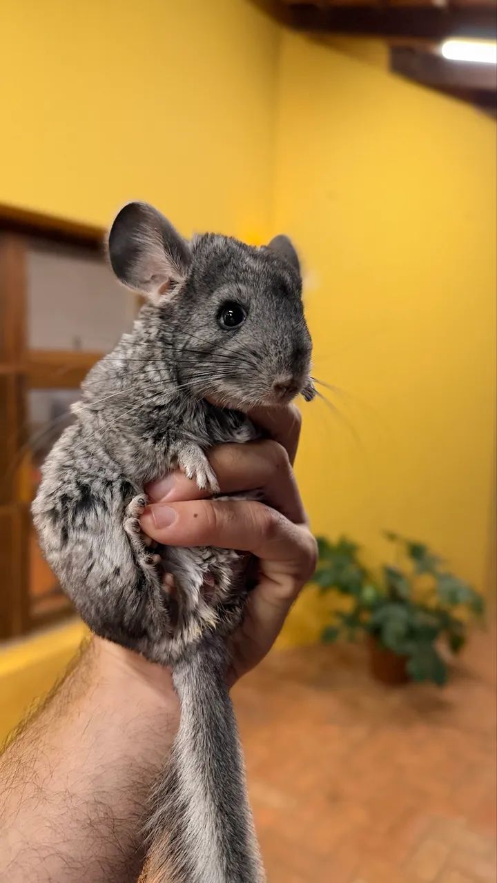 Chinchila Dócil e Saudável - Ideal para Pet