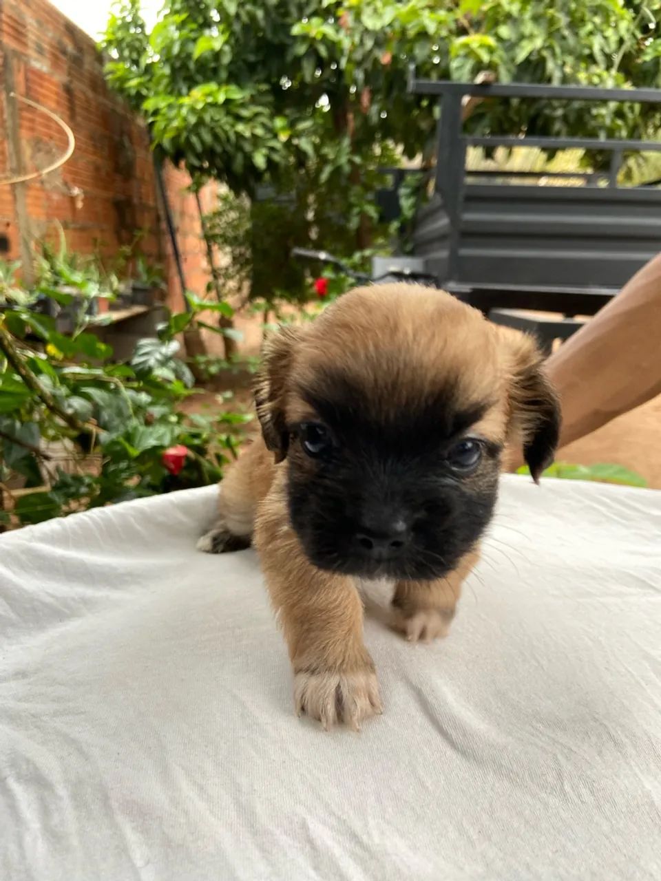 Vende-se Shihtzu - Foto 2