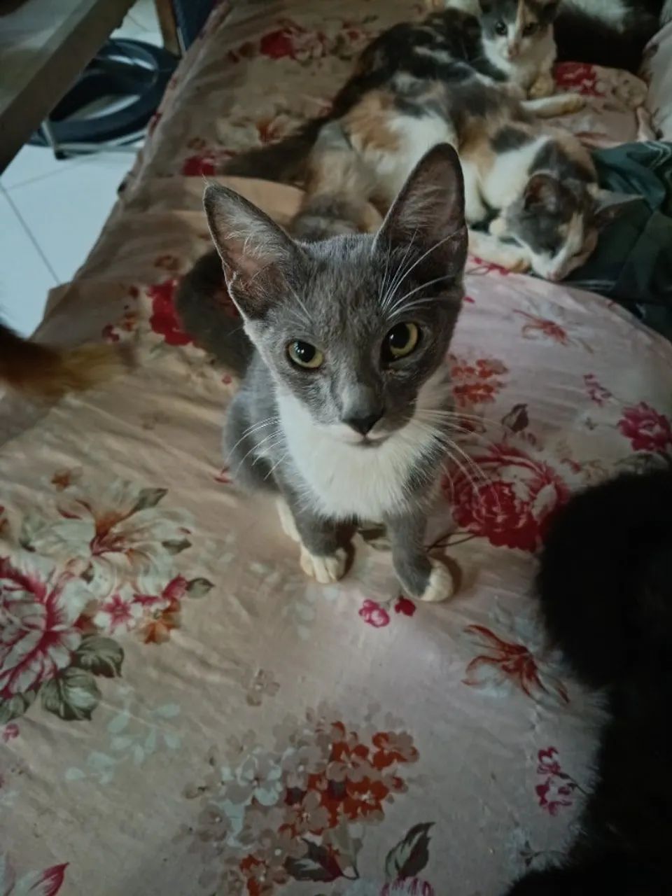 Gatinha cinza