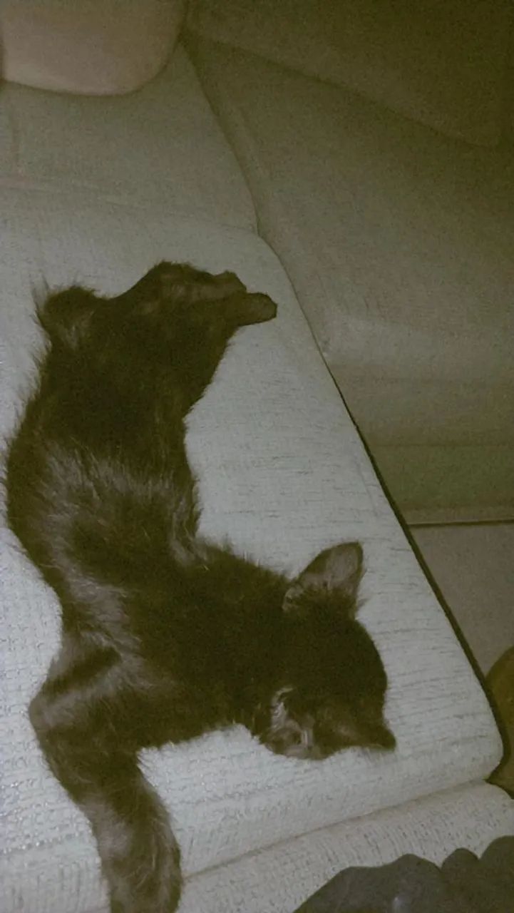Adoção  - Foto 3