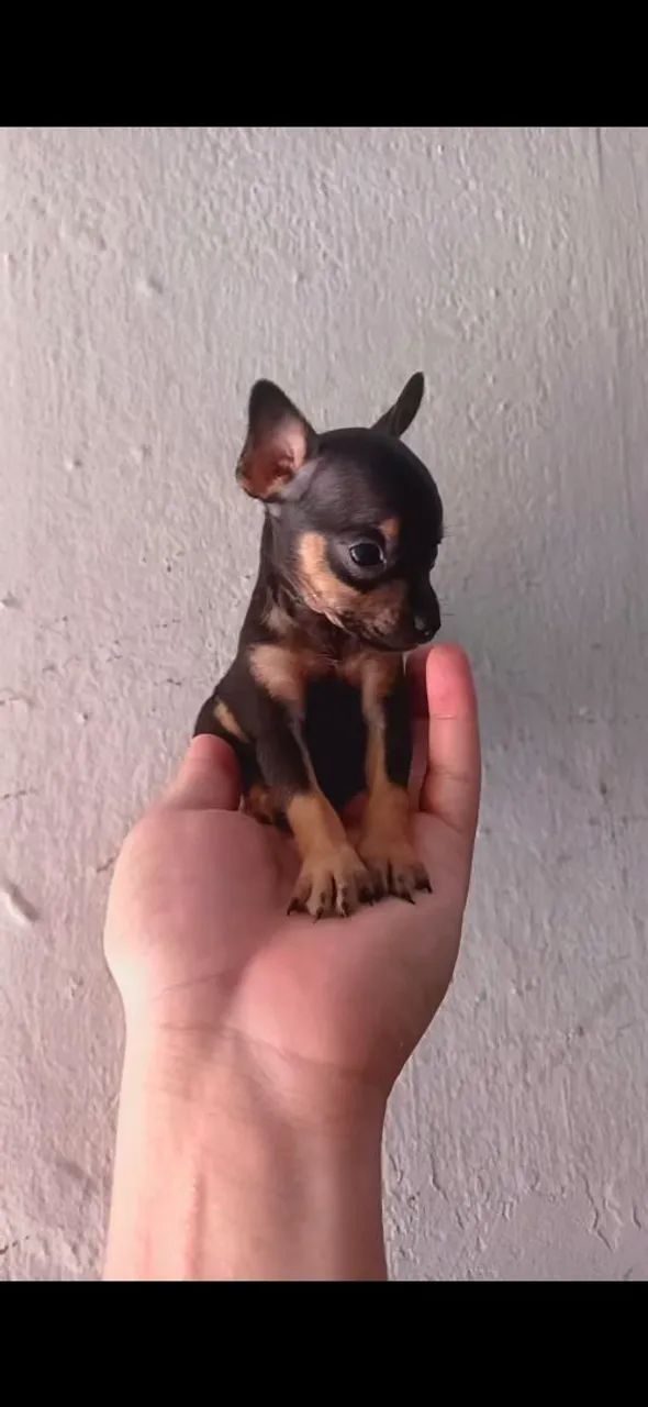 Pinche 0 - Foto 2