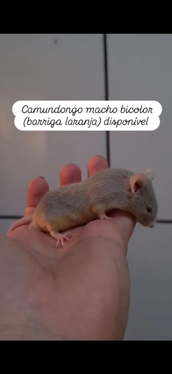 Camundongos  - Foto 2