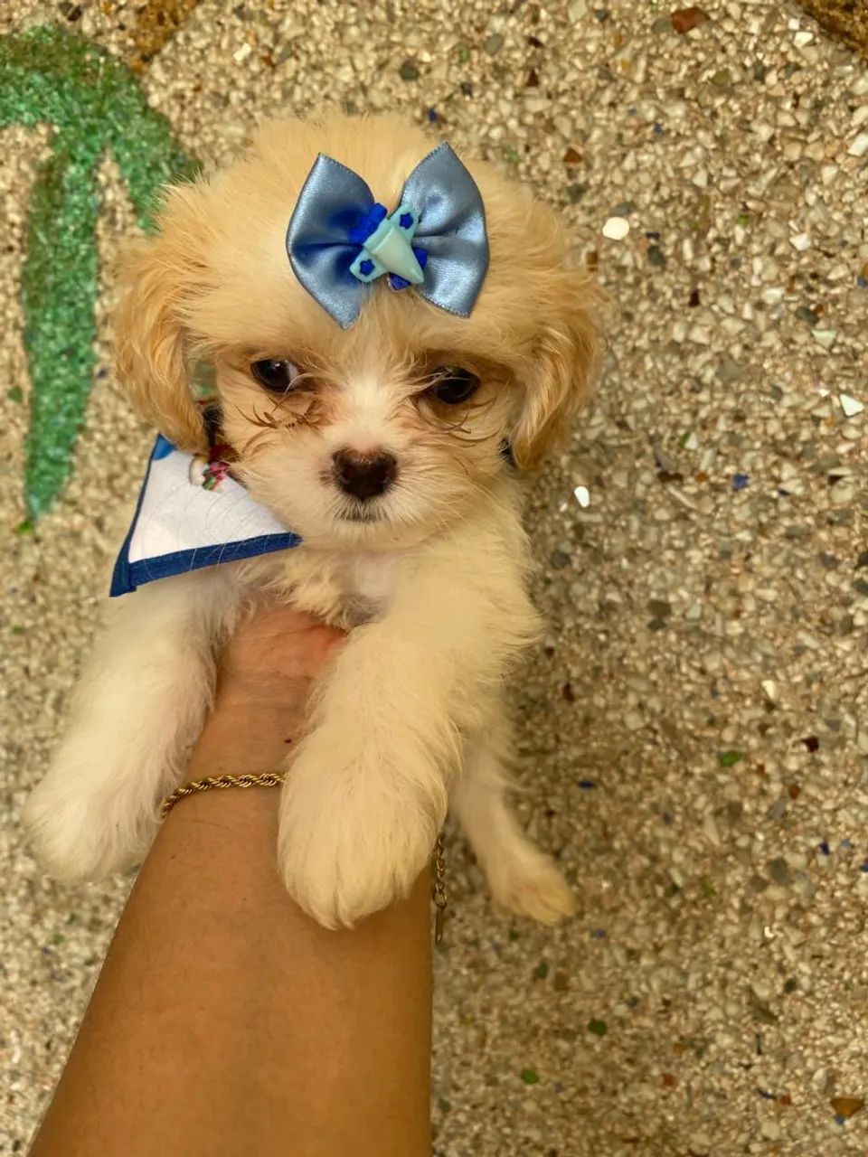 Lhasa apso - Foto 2