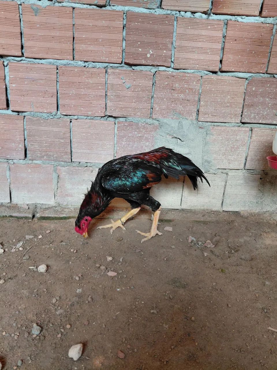 Frango shamo  - Foto 4