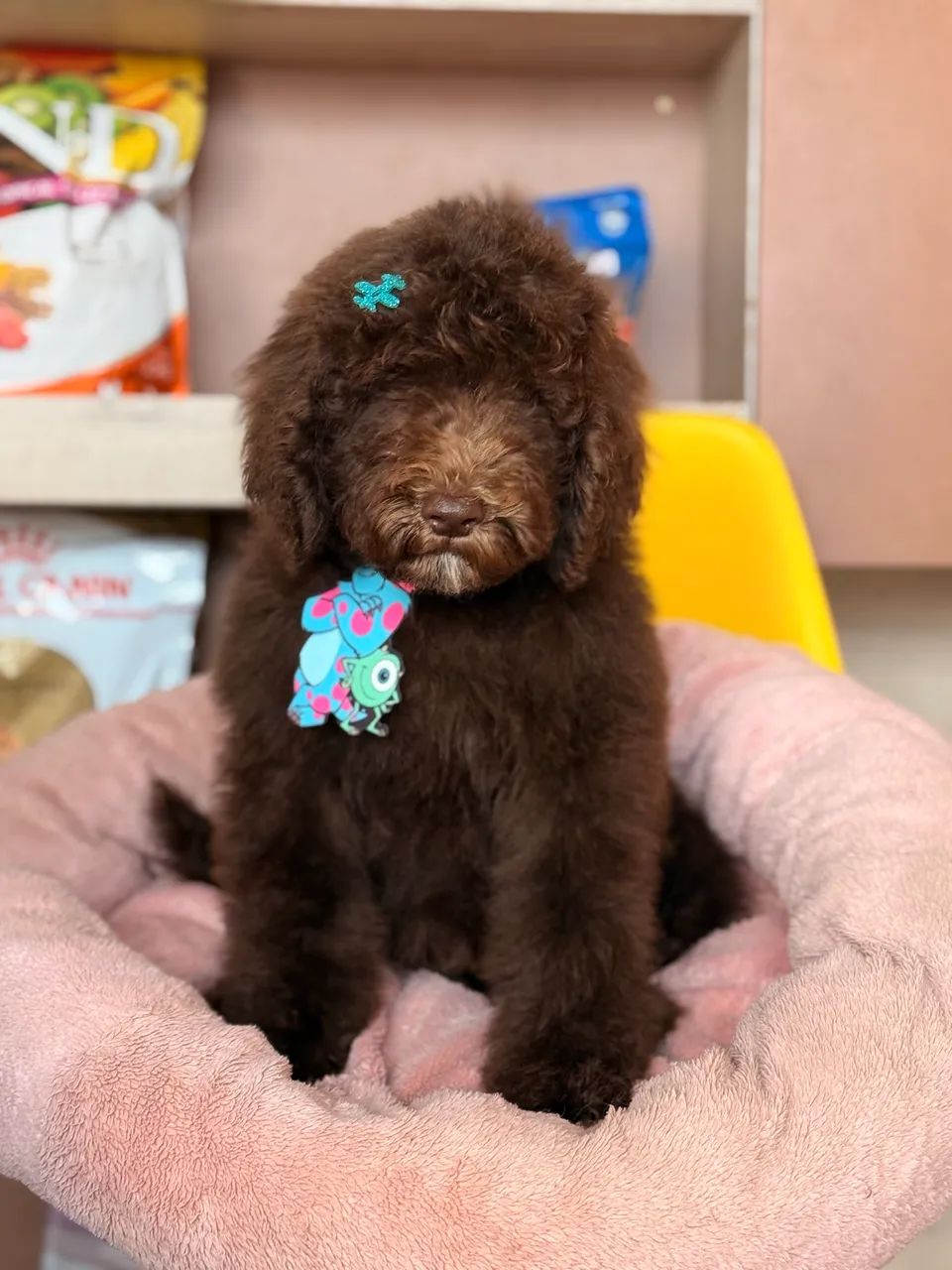 Poodle Standard/Gigante  - Foto 4