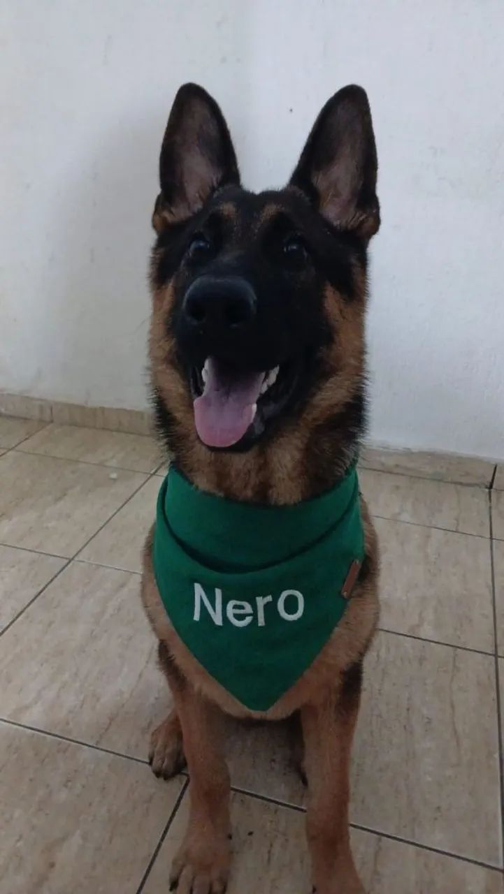 Pastor alemão  - Foto 3