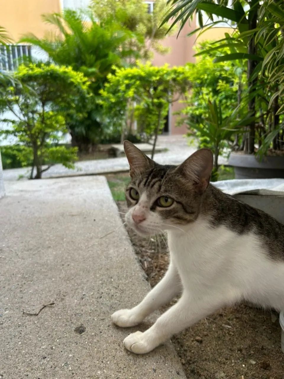 Gatinha castrada - Foto 4