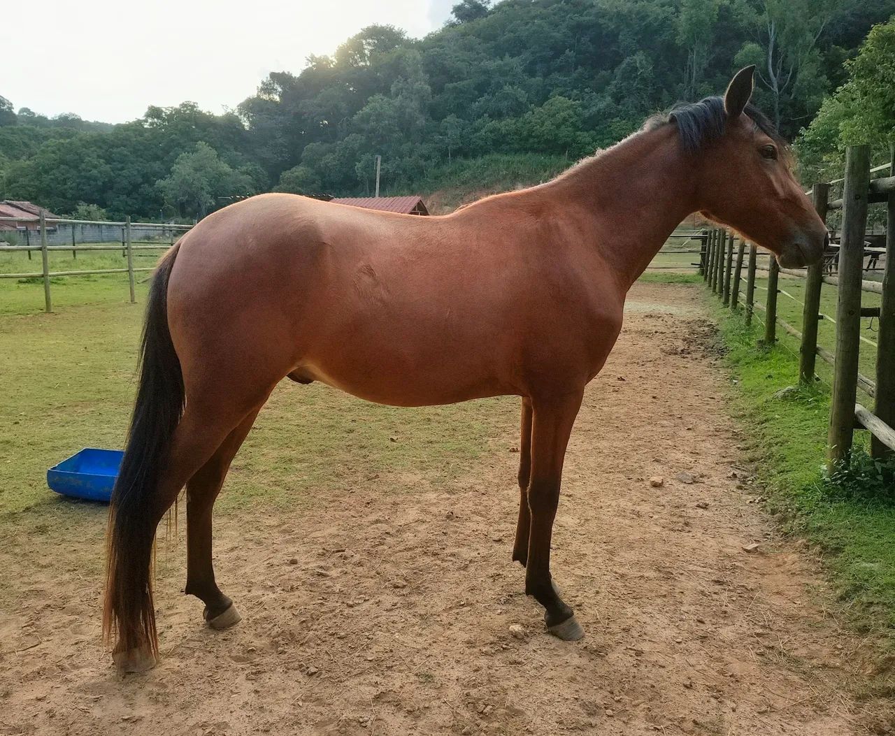 Cavalo novo, potro - Foto 2