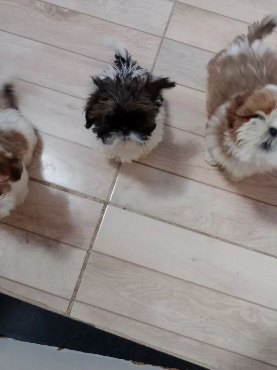 Shitzu mini - Foto 5
