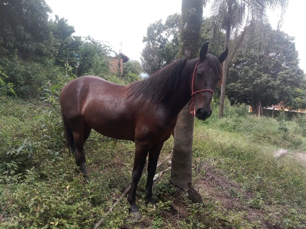 Cavalo registrado manga larga marchador  - Foto 2