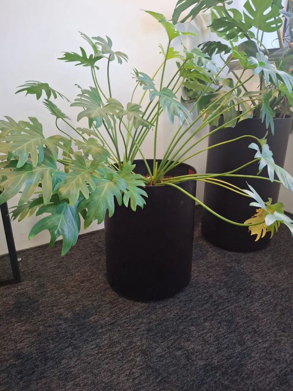 Vasos de ótima qualidade com plantas - Foto 4