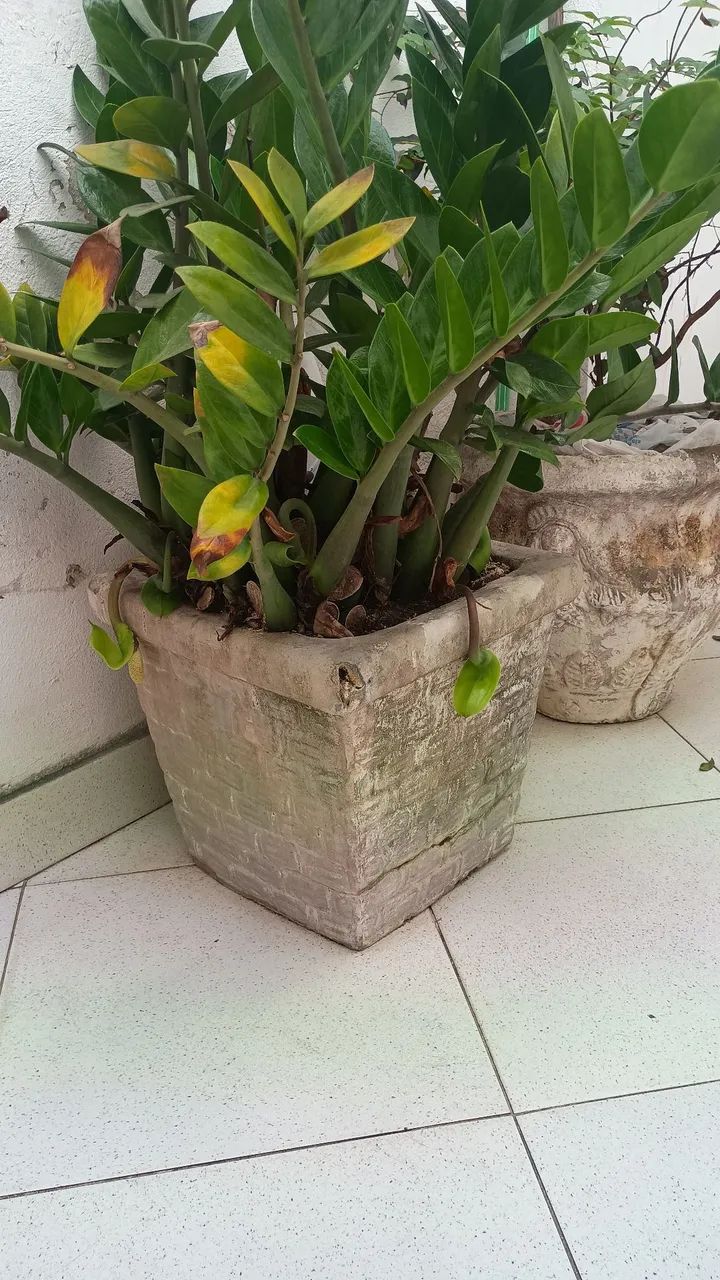 Vendo 2 vasos com plantas 