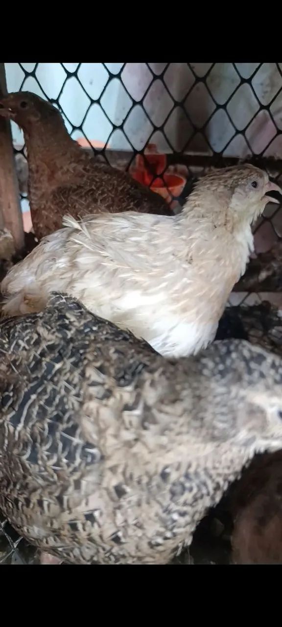 Ovos galados de Codorna gigante várias cores  - Foto 2
