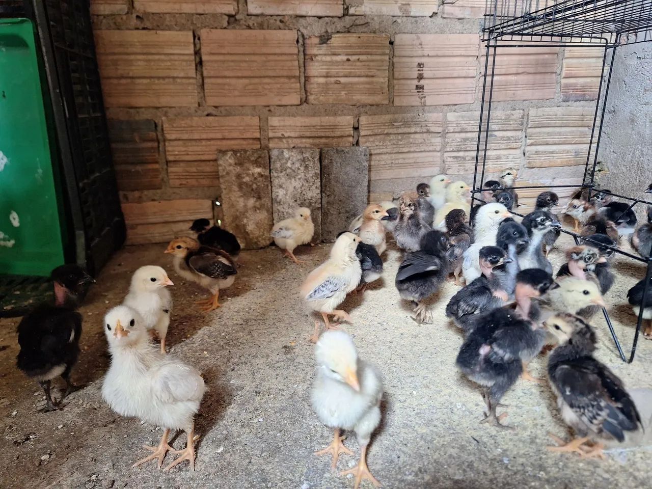 Pintinhos caipira  - Foto 2