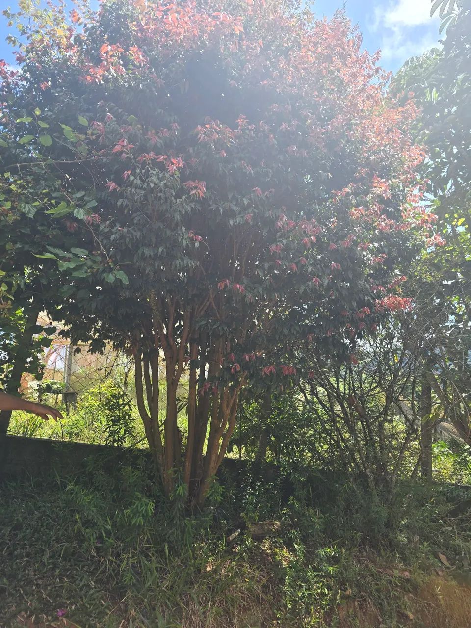 Chácara Sul de Minas  - Foto 4