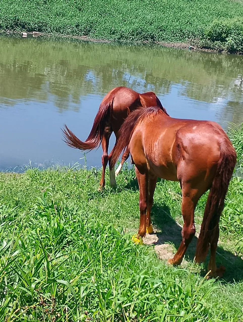 Cavalo - Foto 2