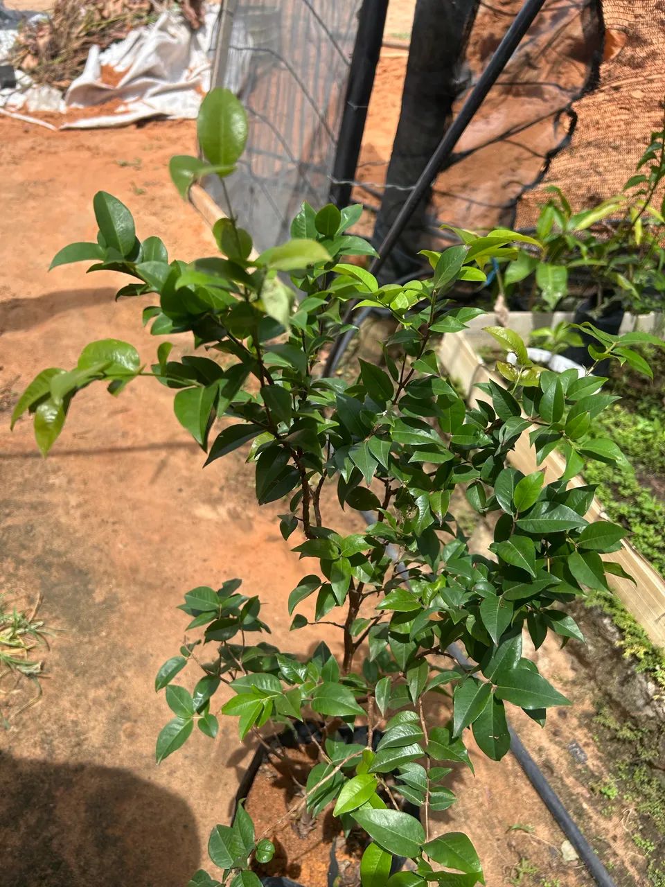 Mudas de jabuticaba - Foto 2