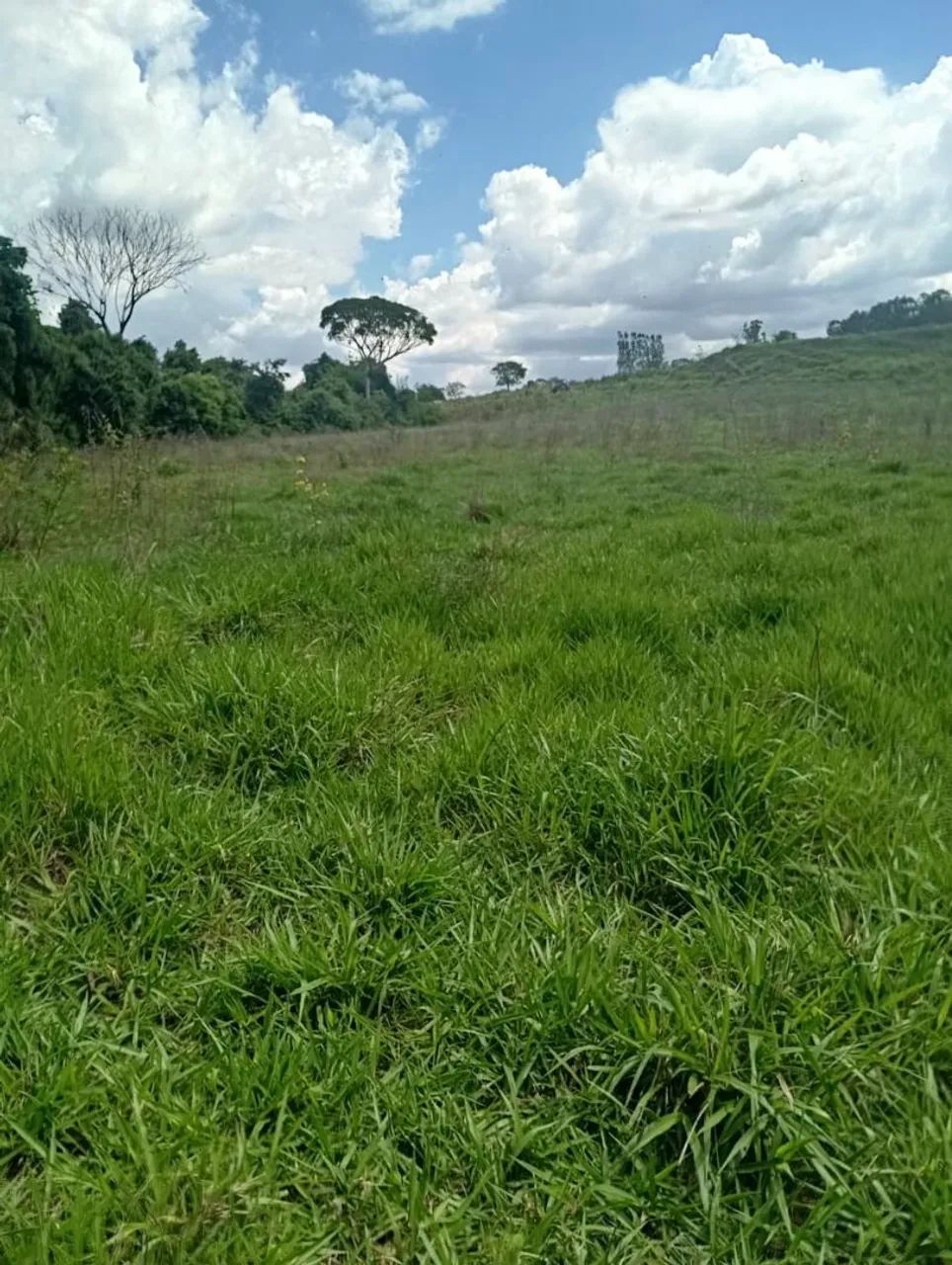 Terreno 2.000m² Ribeirão sozinha - Foto 4
