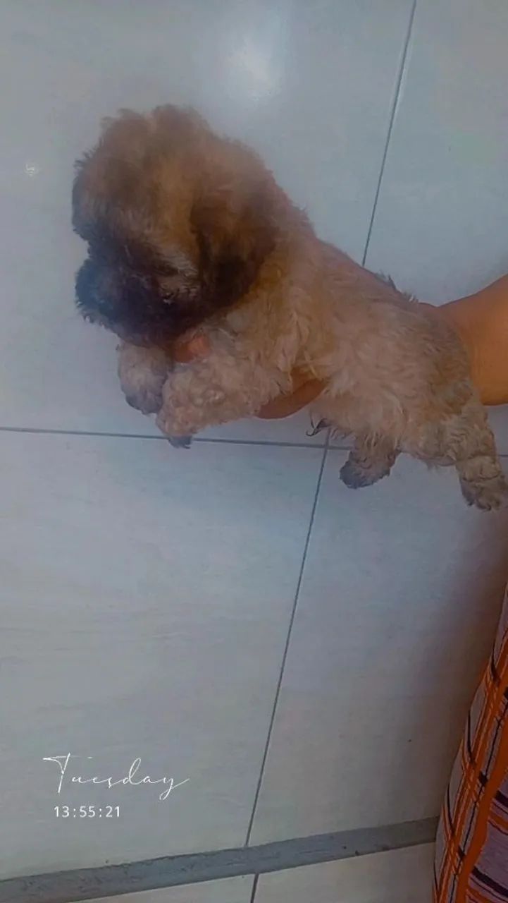 Poodle toy original 