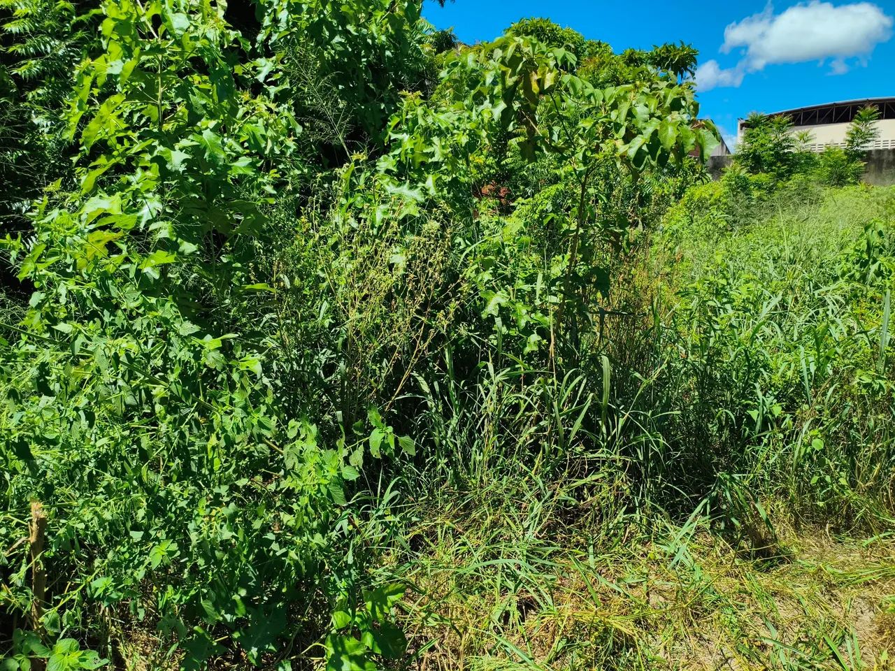 limpeza de terreno retiramos entulhos  - Foto 2