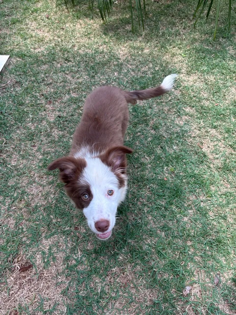 Border Collie  - Foto 3