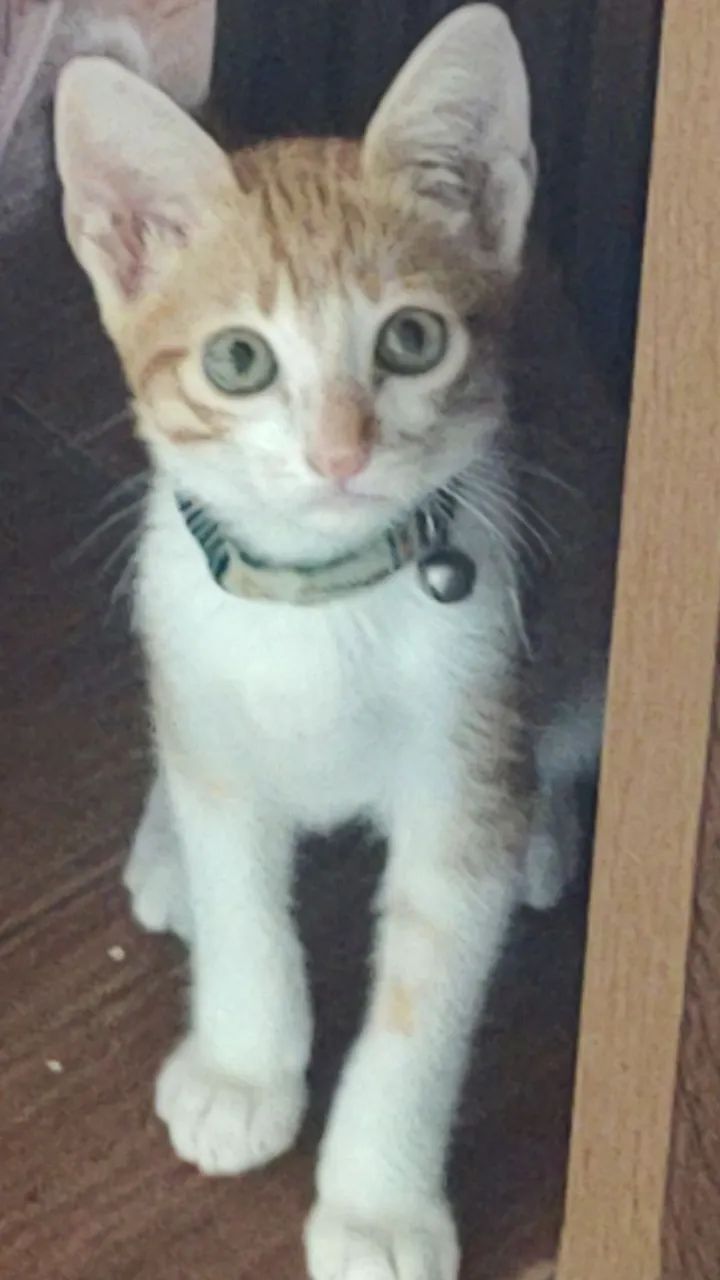 filhotes de gatinhos