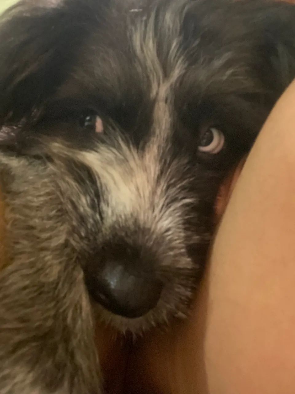 Cachorra para adoção  - Foto 4