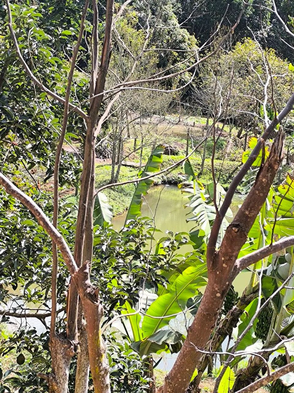 Sítio zona rural de conceição do castelo es - Foto 5