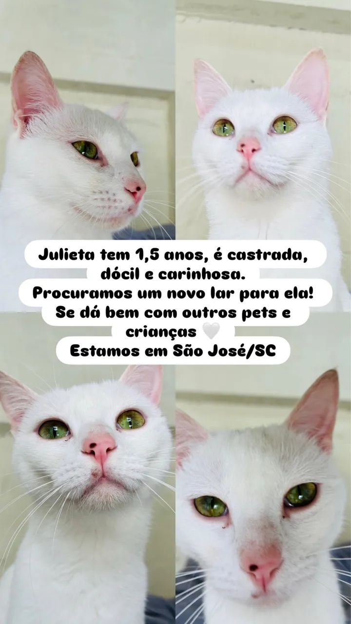 Adoção Gata Julieta 