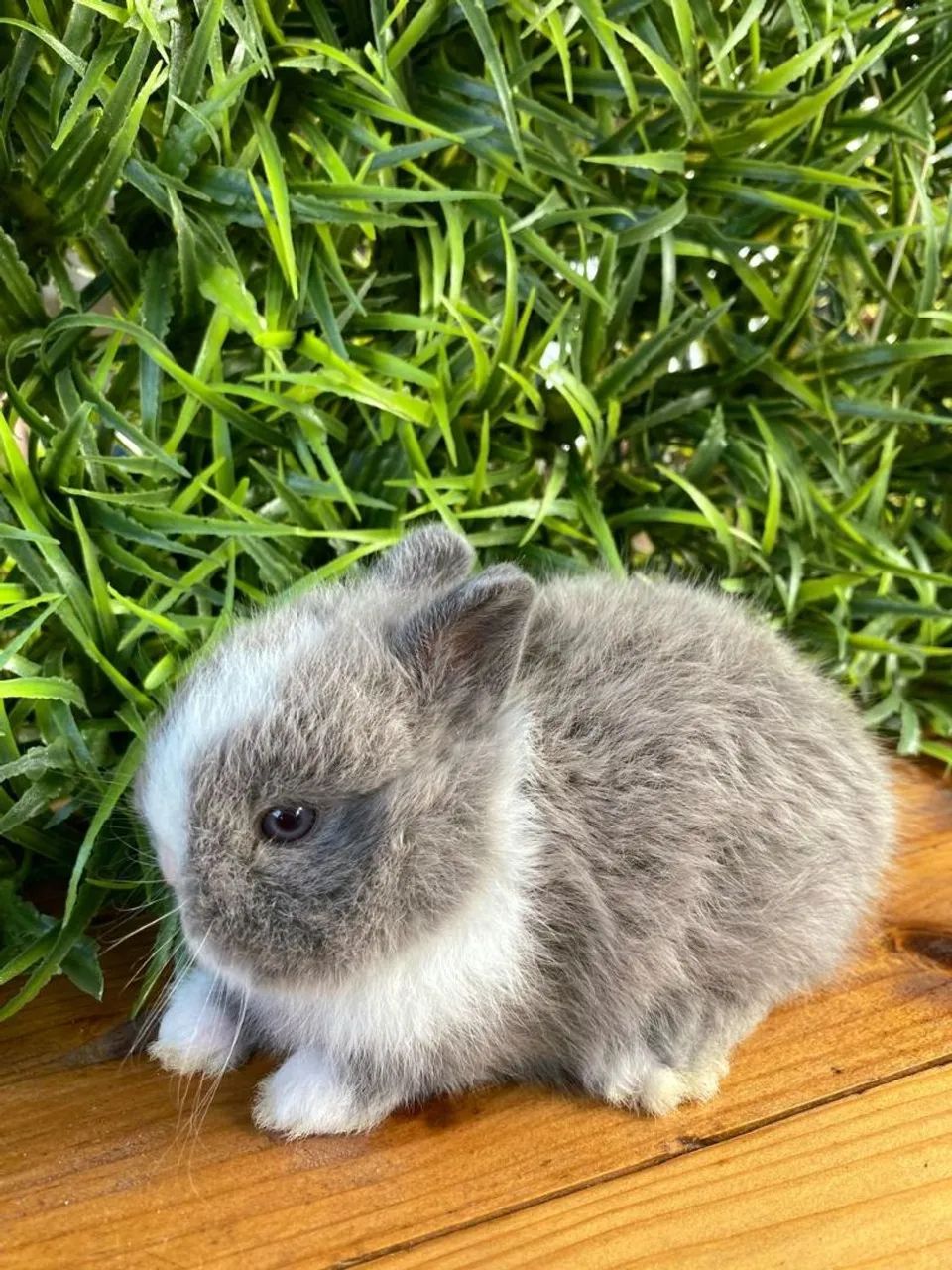 Coelho anão netherland dwarf